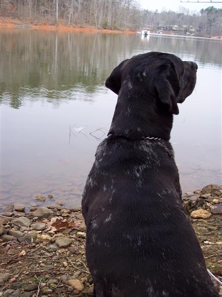 Black dog looks at water