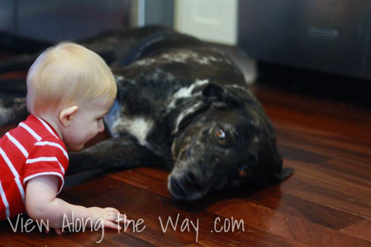 Baby boy playing with large black dog on hardwood floors