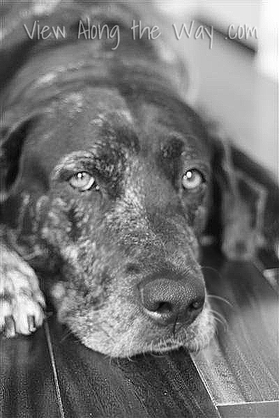 Black speckled dog face