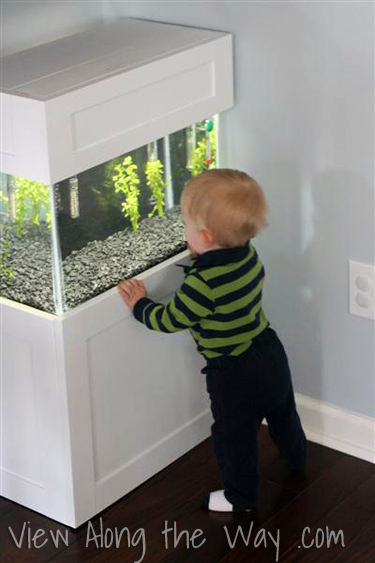 Toddler boy looking at small aquarium