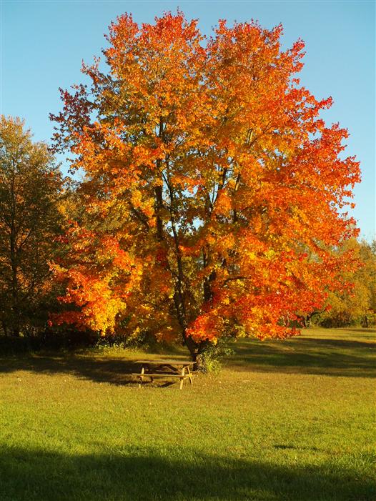 Fall Leaves