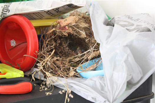 Finch nest