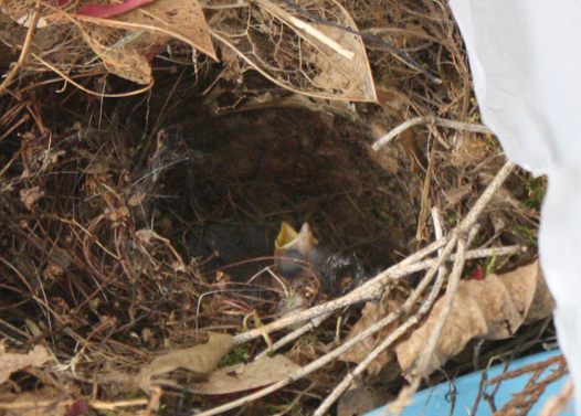 baby finch in birds nest
