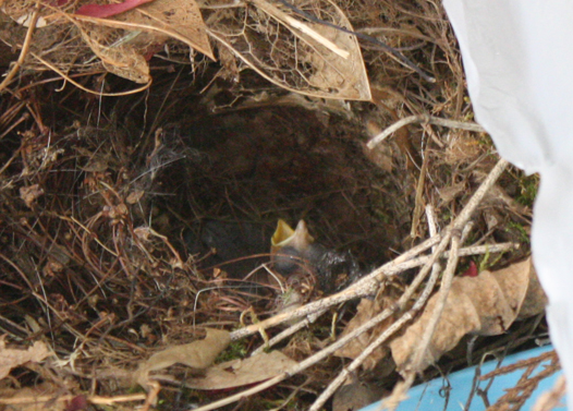 baby finch in birds nest