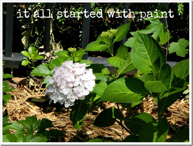 white hydrangea bloom planted