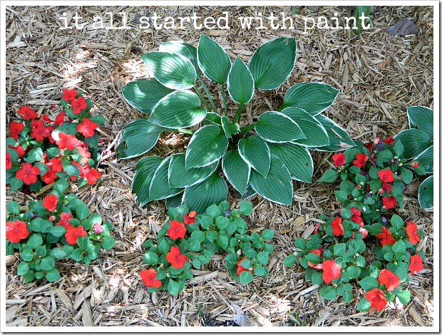 hosta with red impatiens