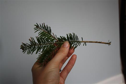 Fir branch greenery