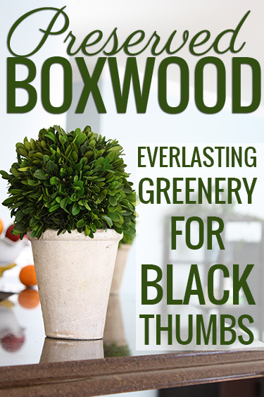 All about preserved boxwood: It's REAL and never needs watering!