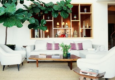 fiddle leaf fig tree  House Beautiful