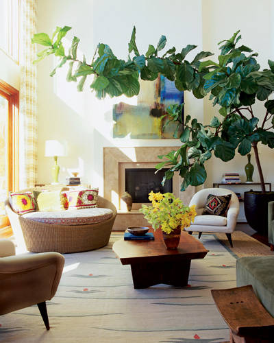 Huge fiddle leaf fig tree