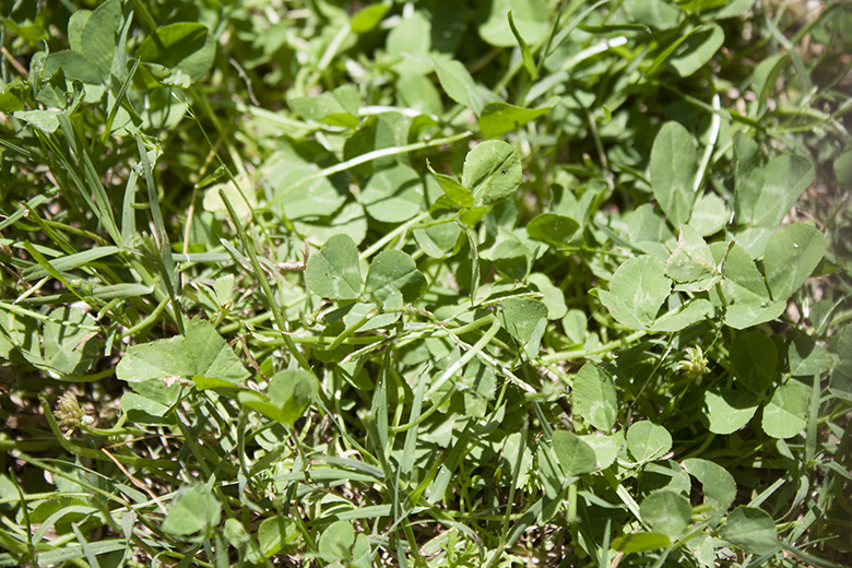 shamrock_weeds