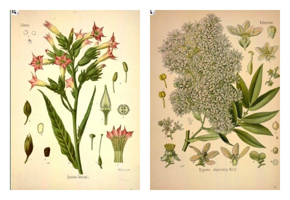 Free botanical art - plus other awesome online resources for free or cheap art