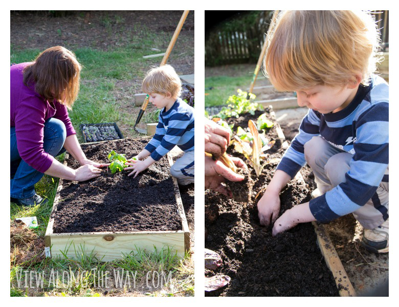 Planting a vegetable garden with kids