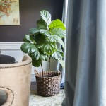 how to grow a fiddle leaf fig tree