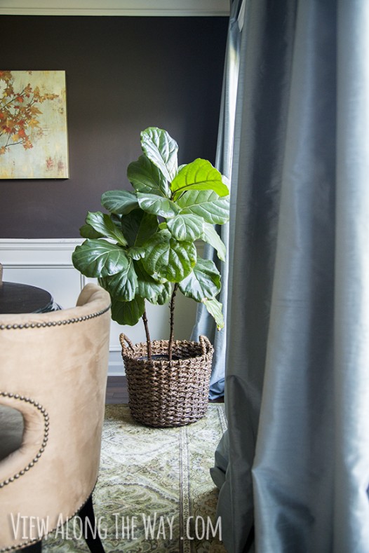 The fiddle leaf fig trick how to keep your tree strong and healthy