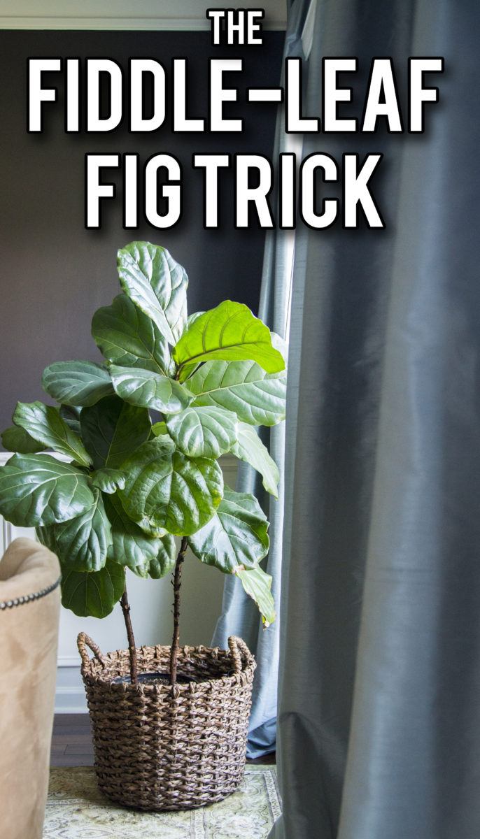 The simple way to keep your fiddle-leaf fig healthy and growing! Who knew it was so easy?